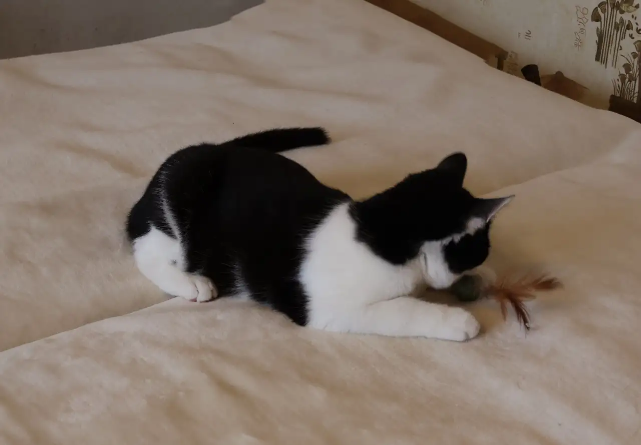 Домашний котенок 4мес. Умный, чуткий, заботливый, веселый, разговаривает, фотография 11