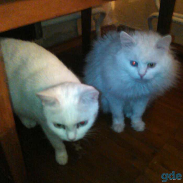 Отдам котов в хорошие руки, фотография 2