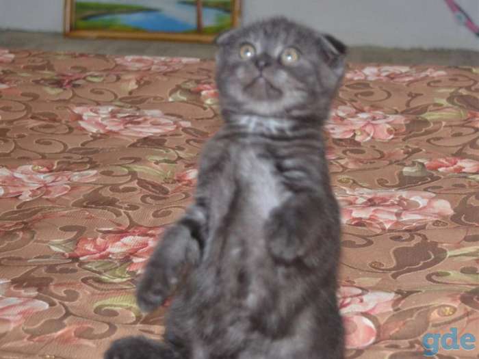 Шотландские  котята, фотография 2