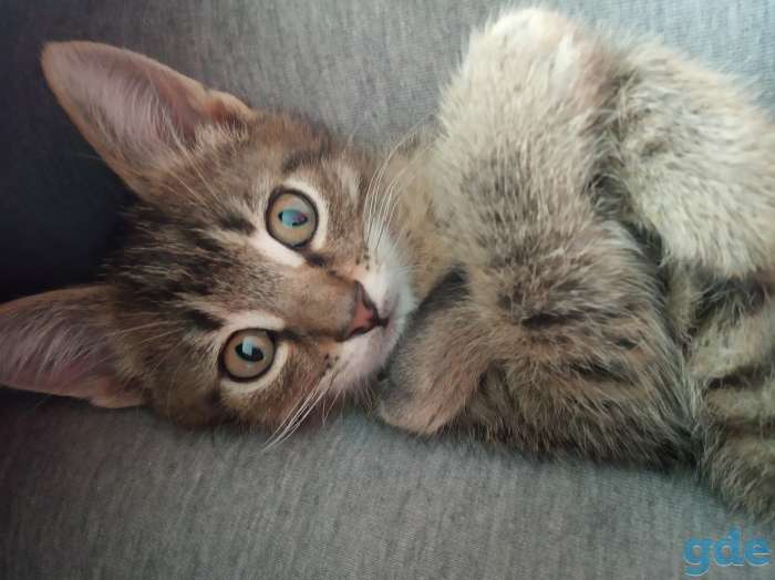Котята в хорошие руки, фотография 1