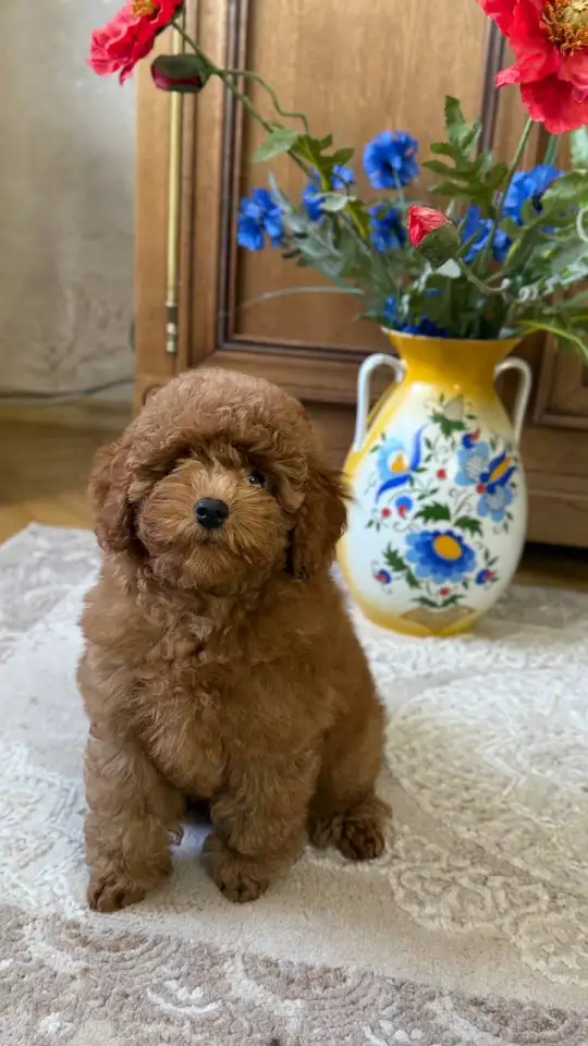 Продажа  пуделей, фотография 2