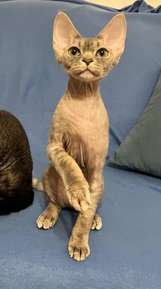 Котик Девон-рекс 5 мес., фотография 1