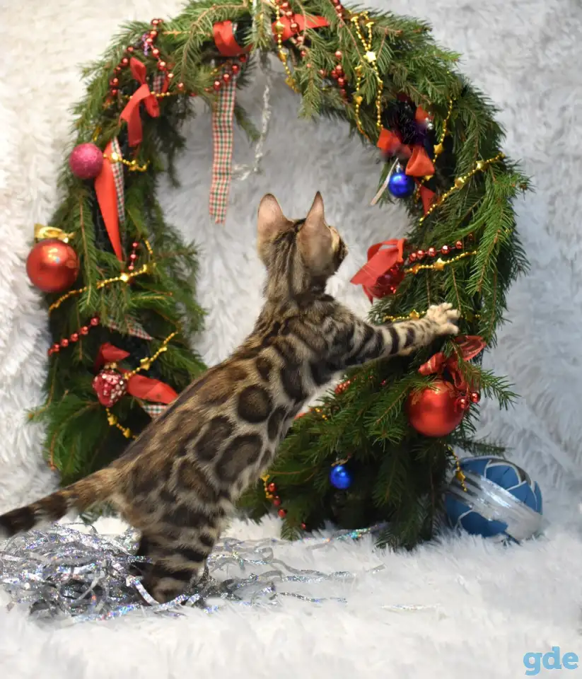 Маленькие бенгальские котята: мальчик, фотография 5
