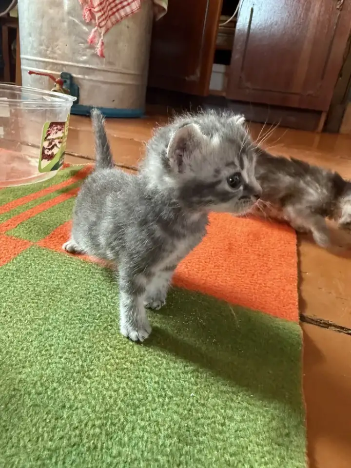 Очаровательные котята ищут дом, фотография 3