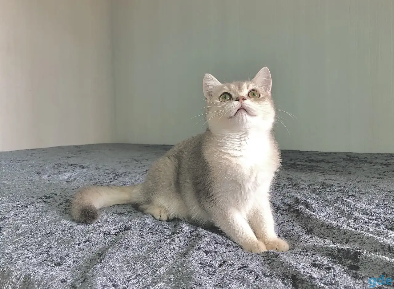 Шотландская кошка голубая золотая шиншилла, фотография 8