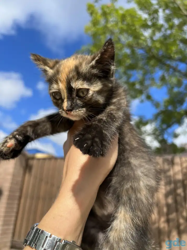 Котёнок (1 мес) в дар, фотография 1