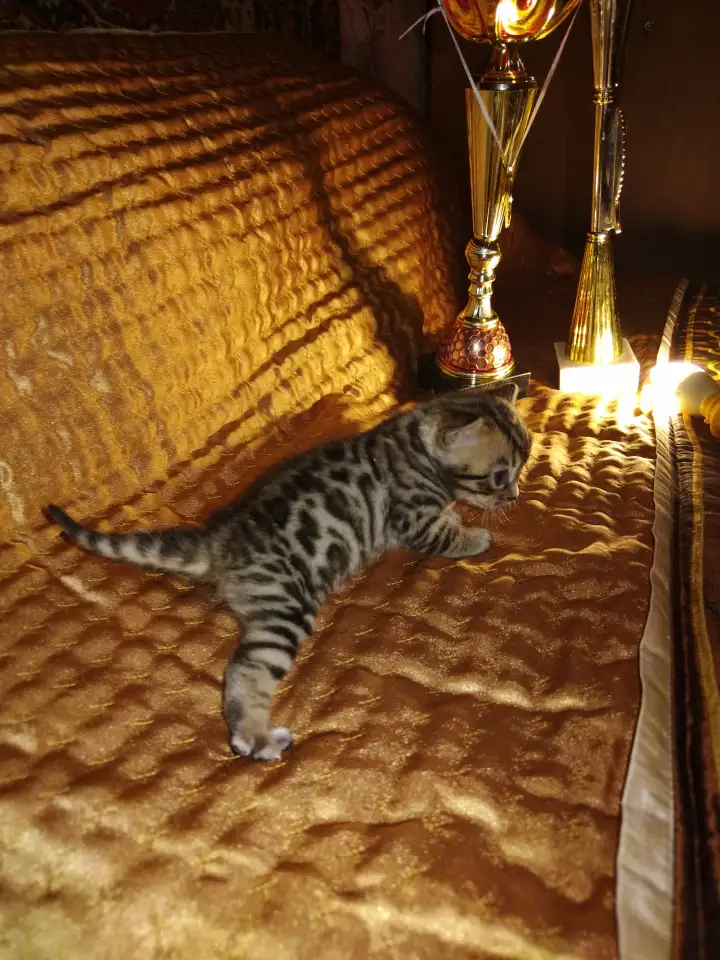 Роскошные бенгальские котята, фотография 7