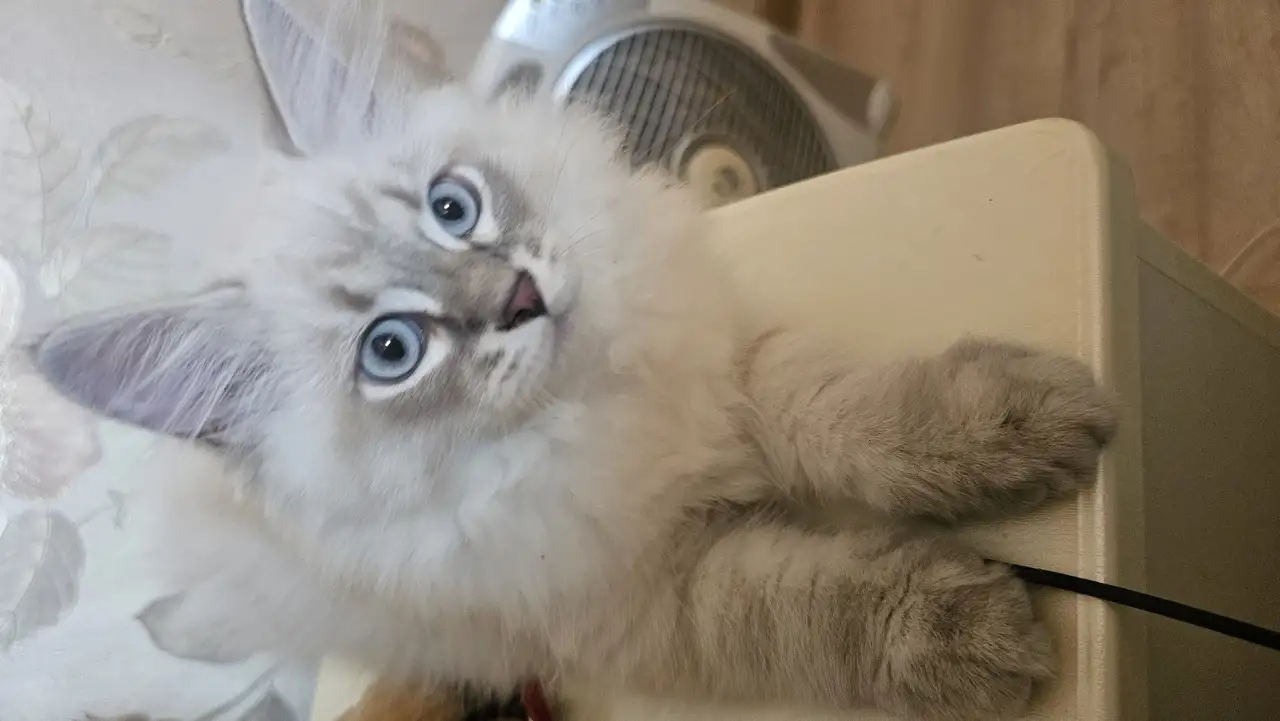 Котята, фотография 1