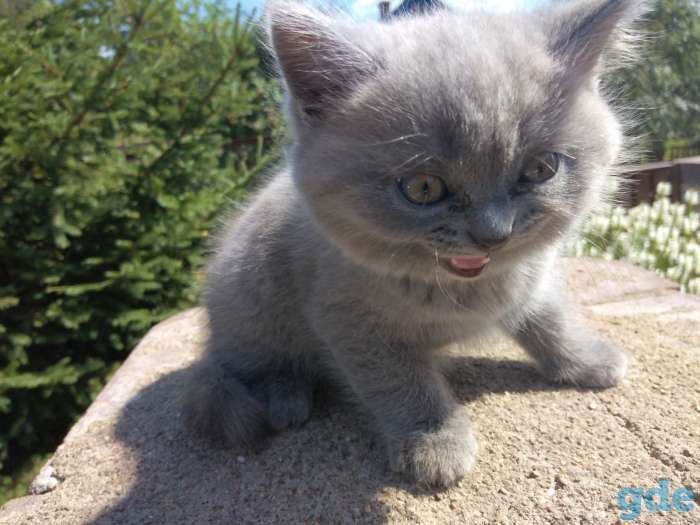Шотландские котята, фотография 3