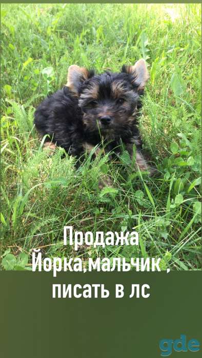 Щенки Йорка, фотография 2