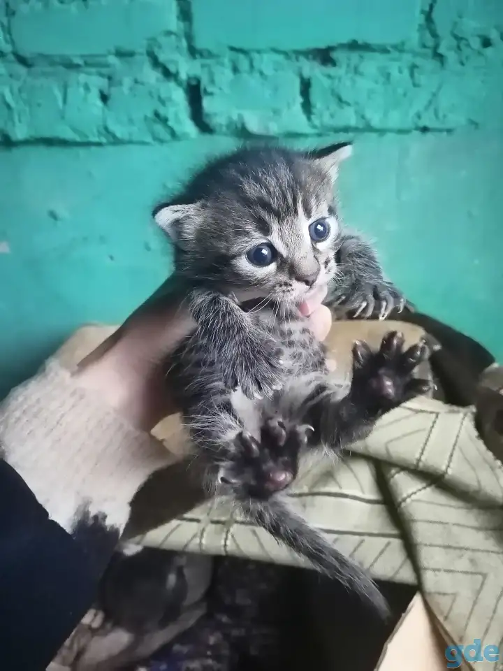 Котята ищут дом, фотография 3