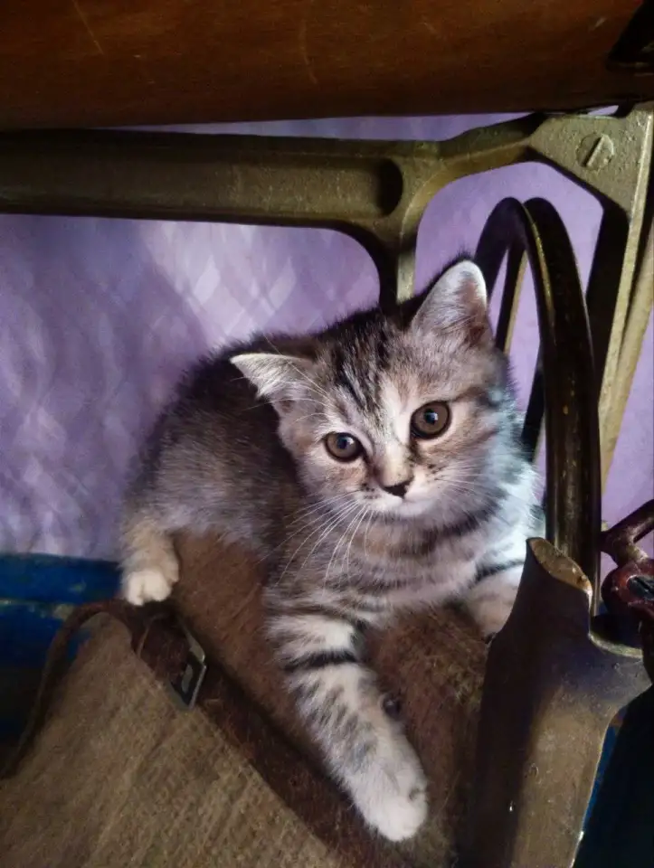 Котята Скоттиш-Страйт, фотография 3