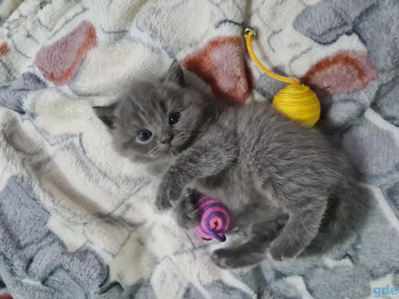 Британские короткошерстные котята, фотография 5