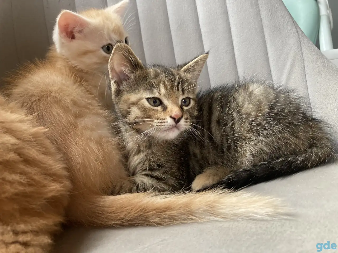 Котики, фотография 2