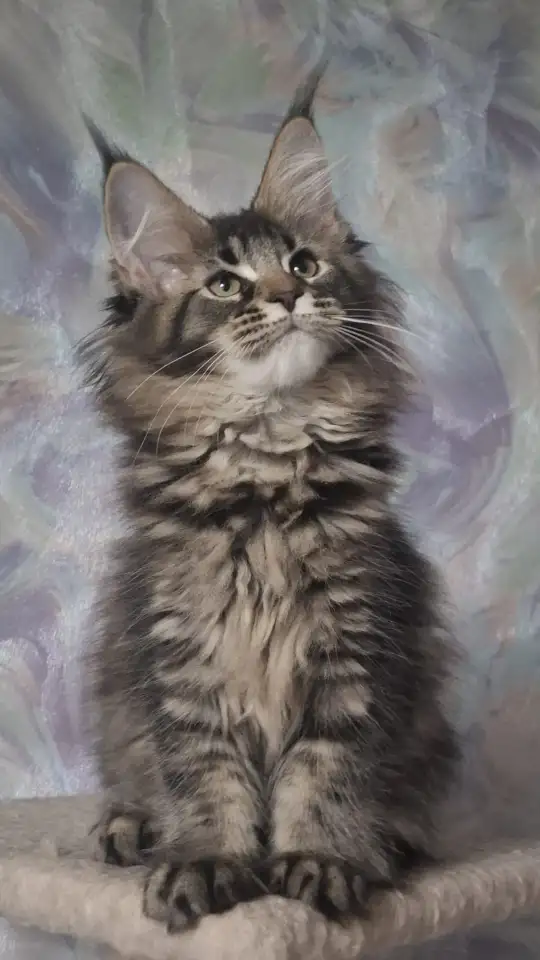Котята Мейн-кун, фотография 3
