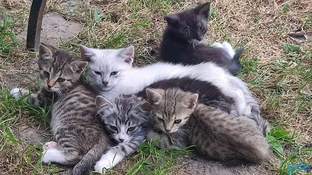 Котята в добрые руки, фотография 1