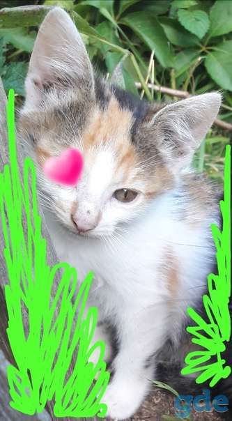 Котята ищут дом или передержку, фотография 4