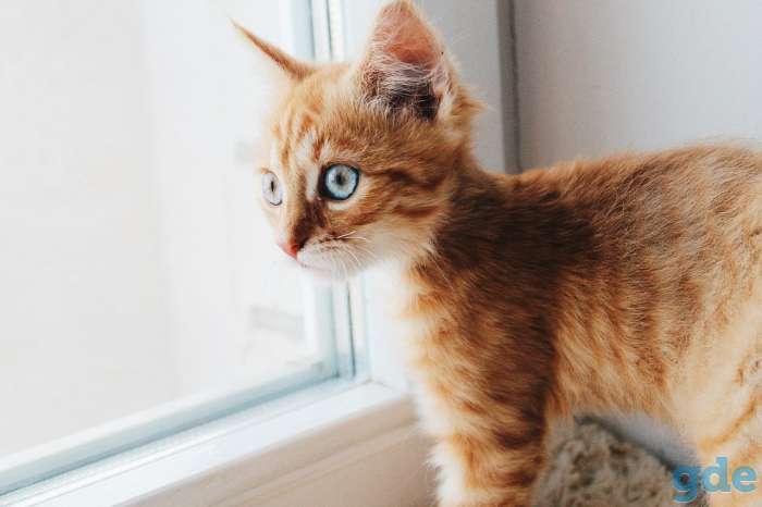 Котята ищут дом, фотография 6