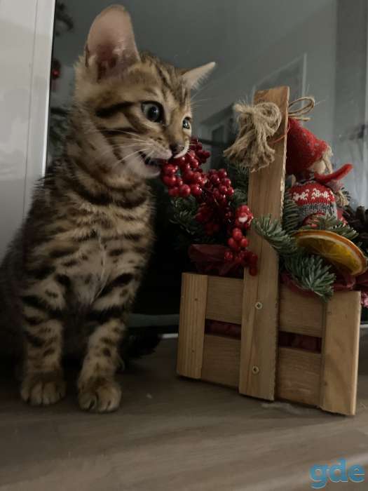 Котята бенгальские, фотография 3