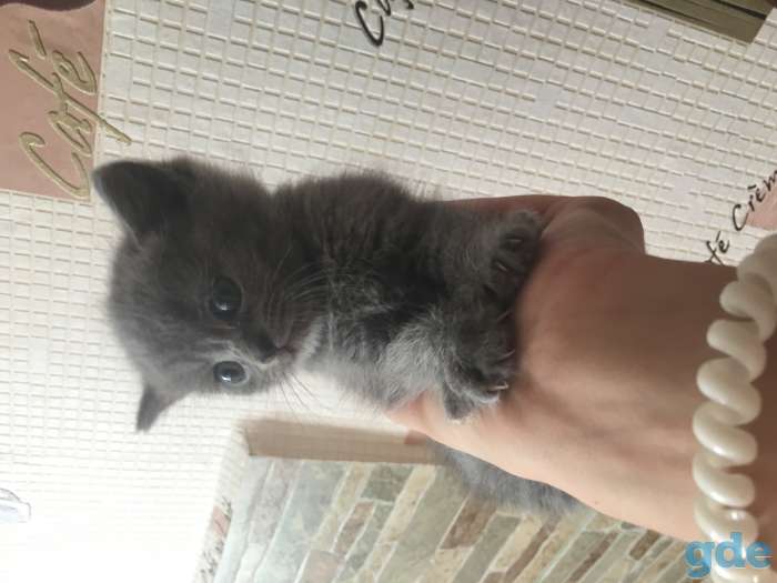 Котята британцы, фотография 1