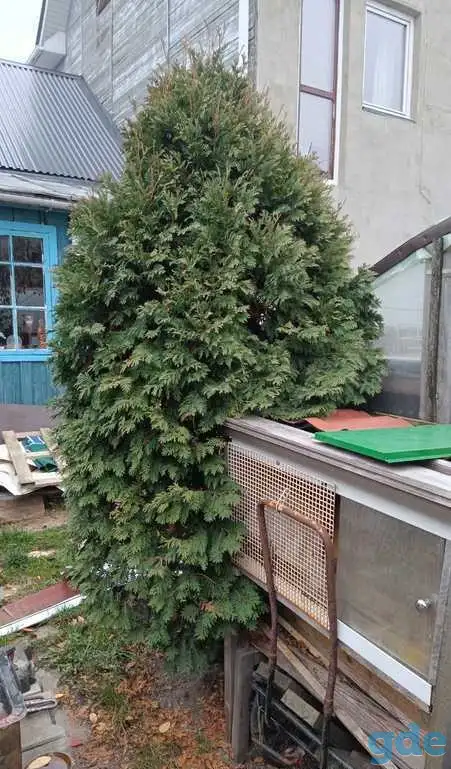Туя 2м 80 см, фотография 2