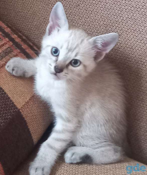 Тайский котенок, фотография 1