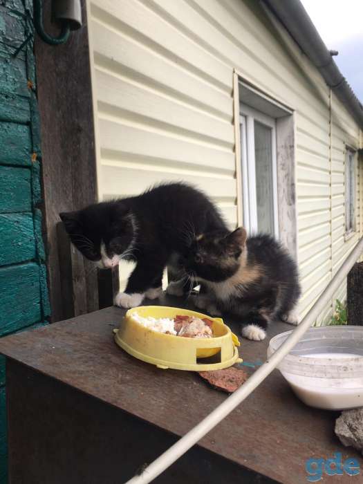 Котята в добрые руки, фотография 7