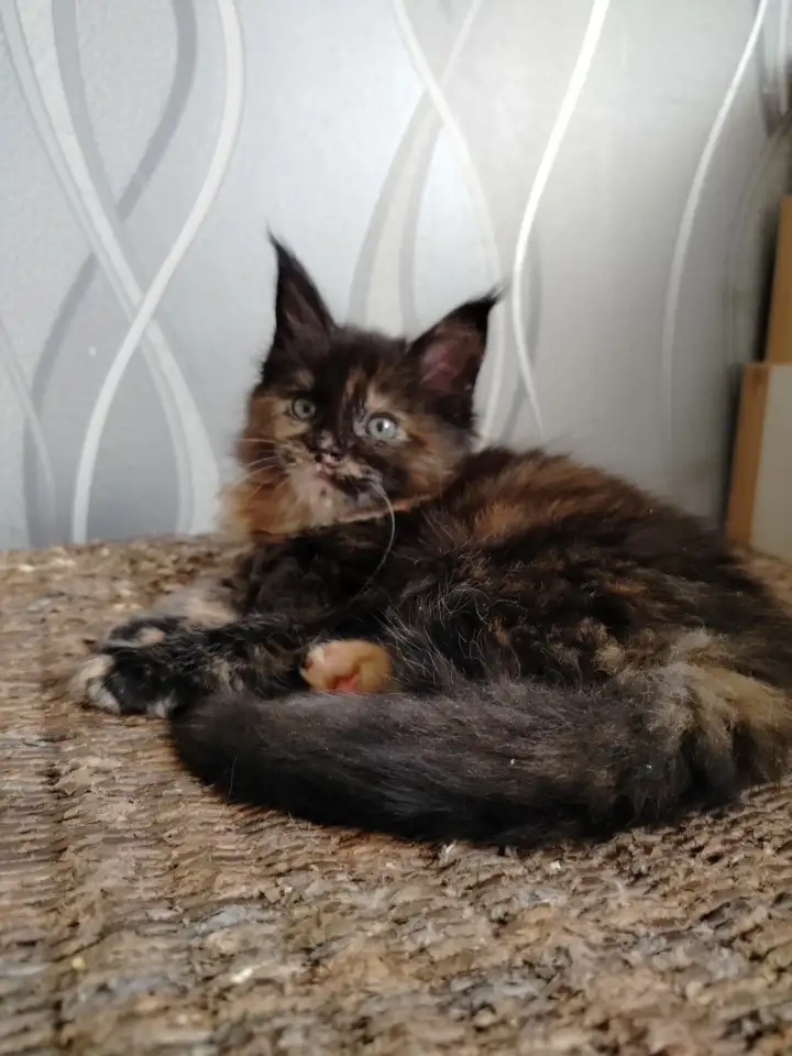 Мейн кун котята, фотография 10