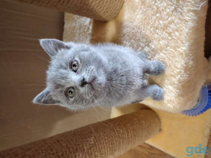 Шотландские котята, фотография 2