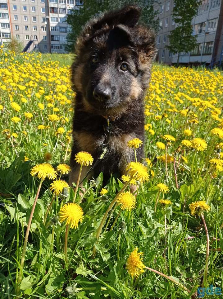 Щенок длинношерстной немецкой овчарки, фотография 2