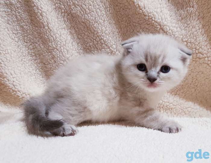 шотландские малльчики, фотография 3