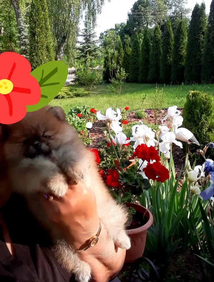 девчулькишпицульки, фотография 4