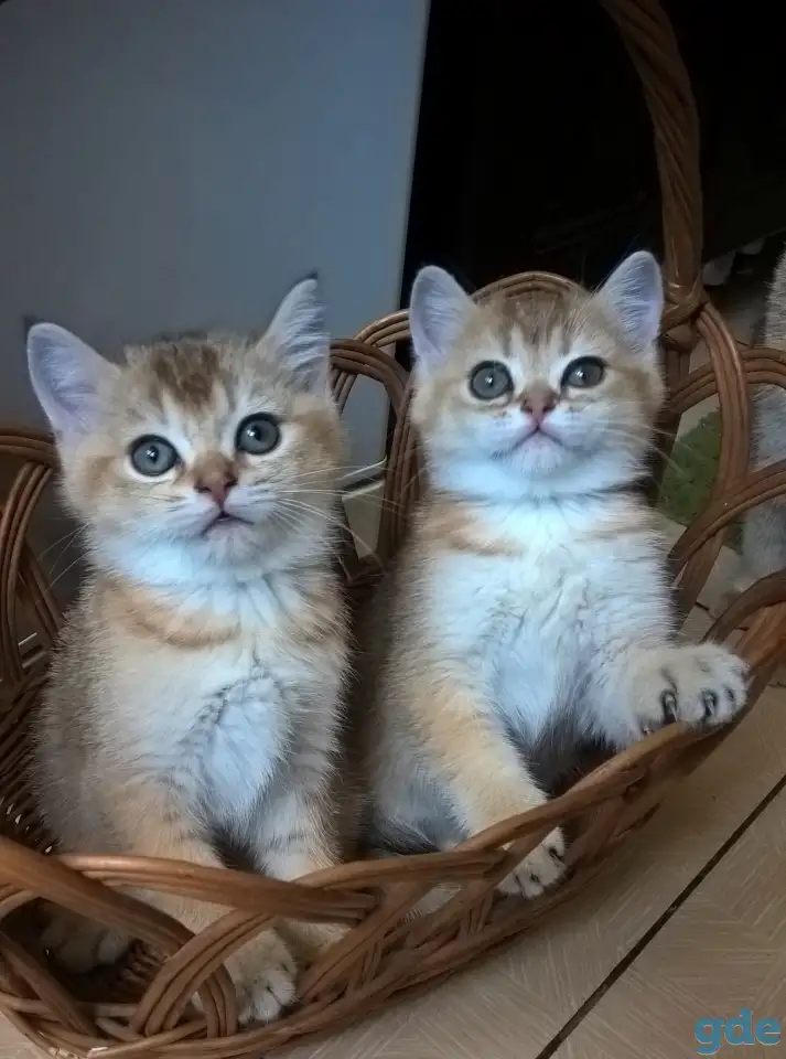 Шотландские котята, фотография 1