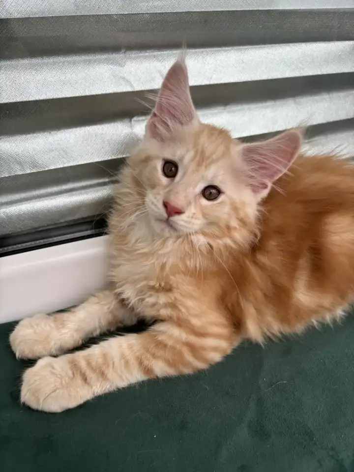 Котенок мейн кун, фотография 1