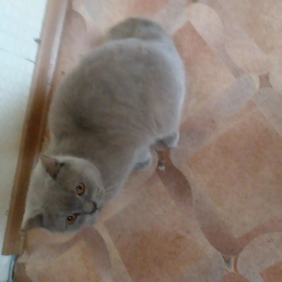 Нашелся котик, фотография 1