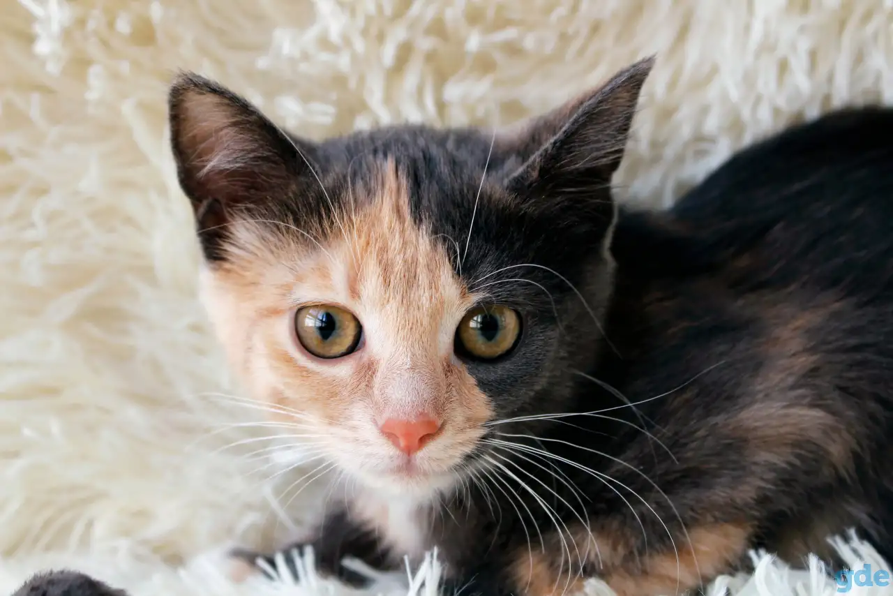 Котенок Бони, фотография 4