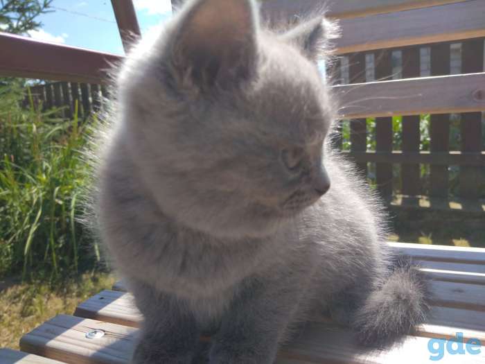 Шотландские котята, фотография 2