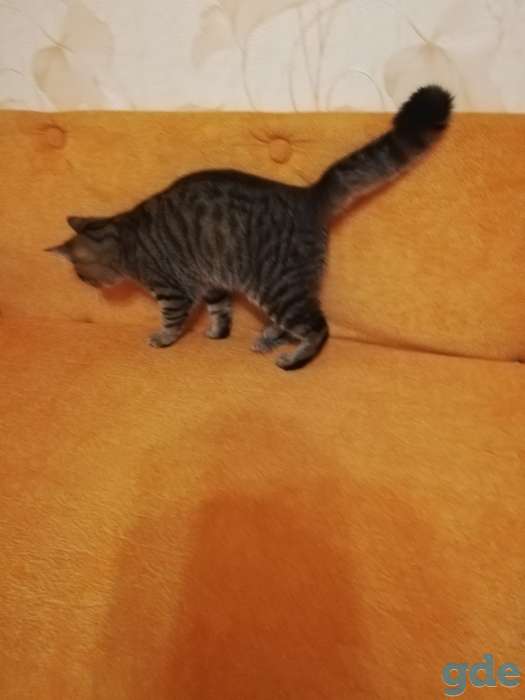 Котик Пуська ищет дом!, фотография 5