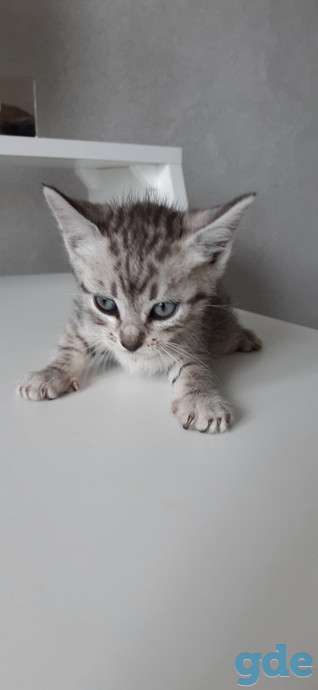 Котята в дар Речица, фотография 4