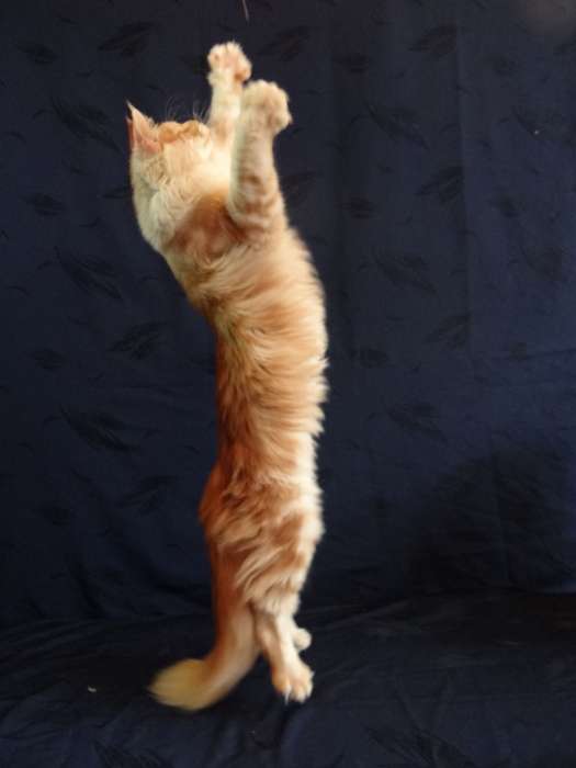 Котёнок Мейн-кун, фотография 2