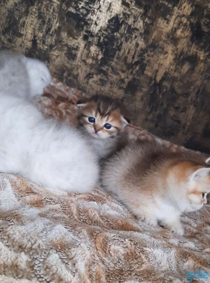 Шотланские и хайленд фолд котята, фотография 14