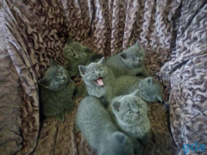 Британские котята, фотография 4