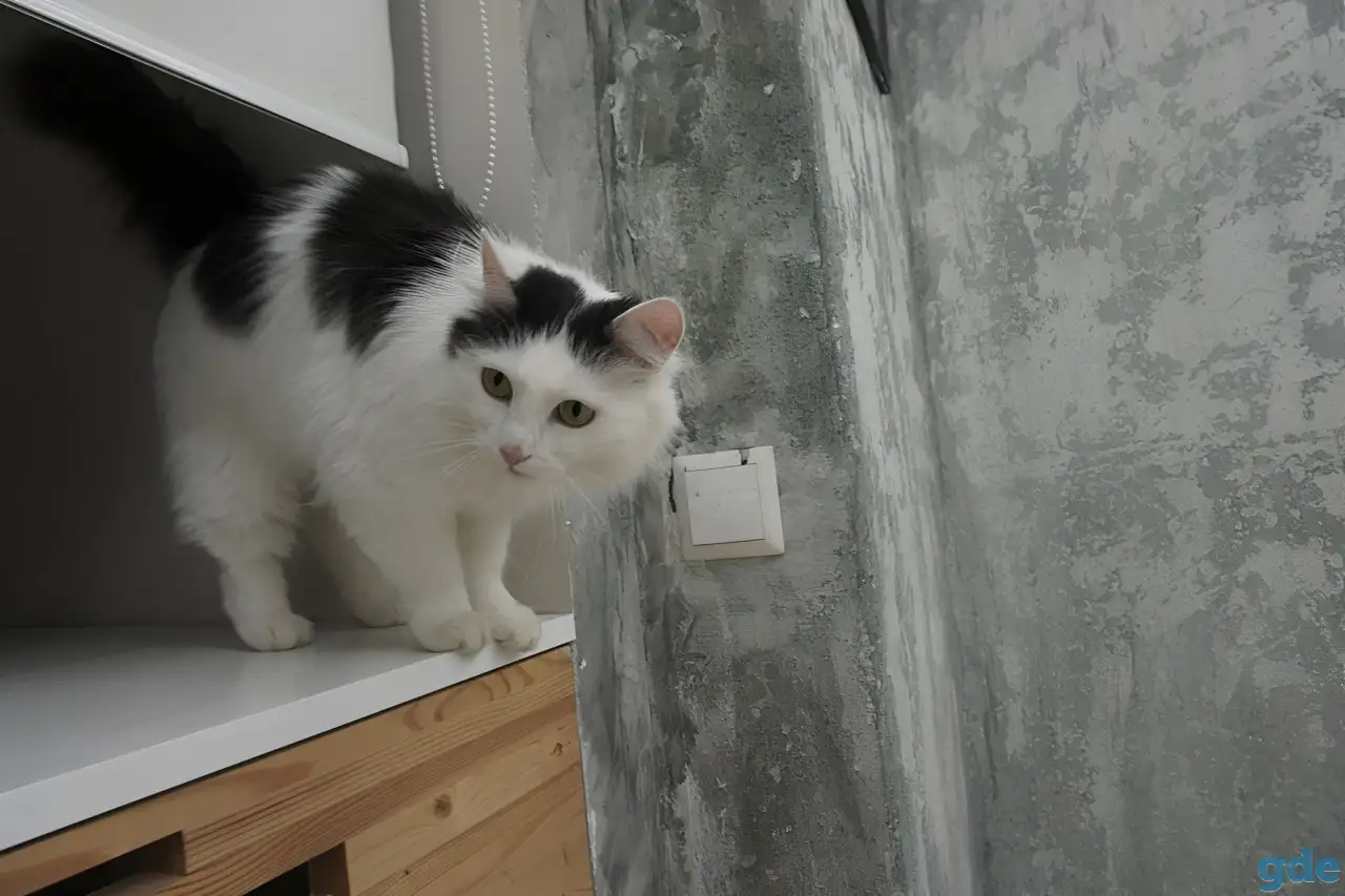 Кошка в поисках дома, фотография 2