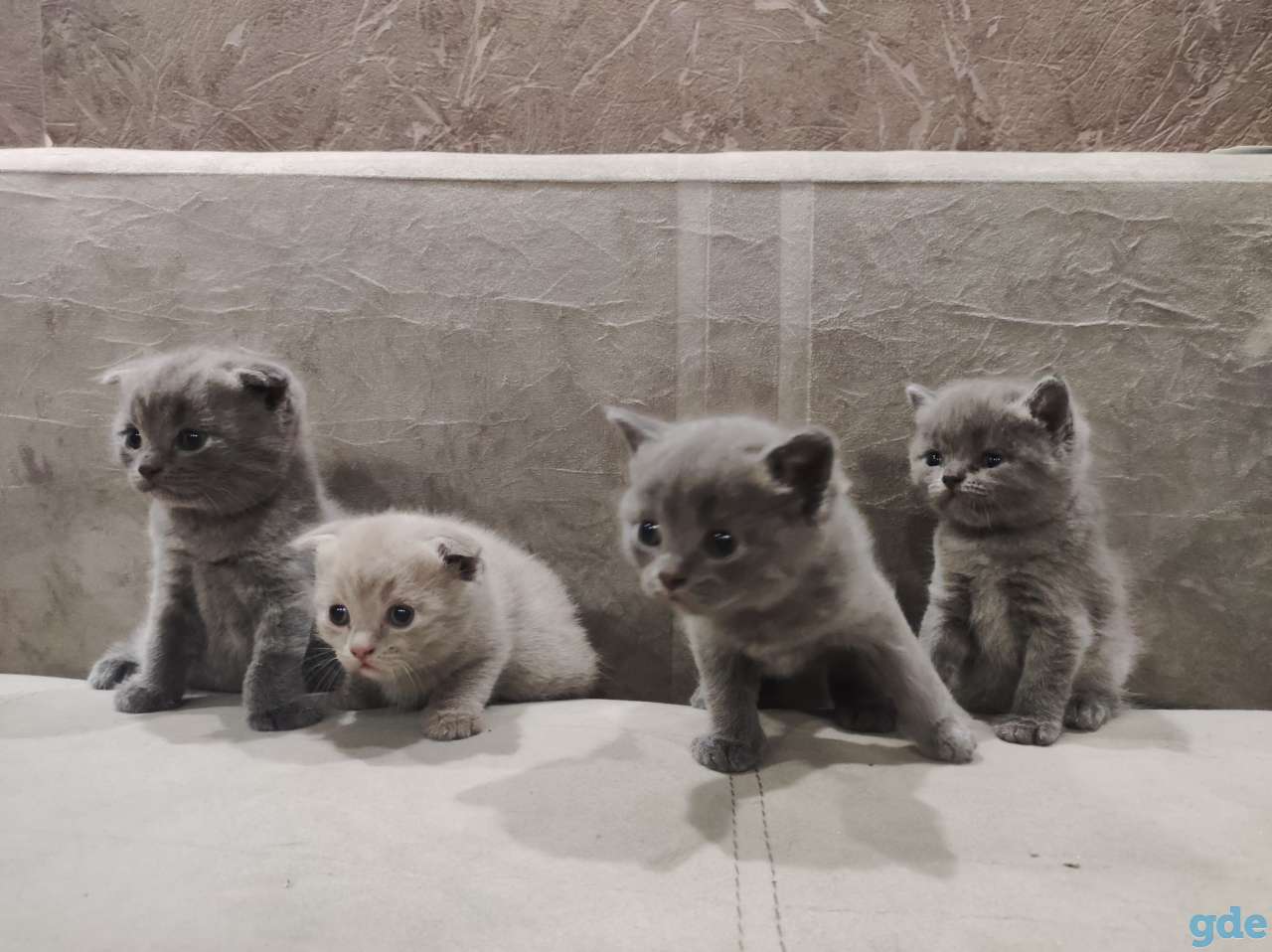 Британские котята, фотография 4