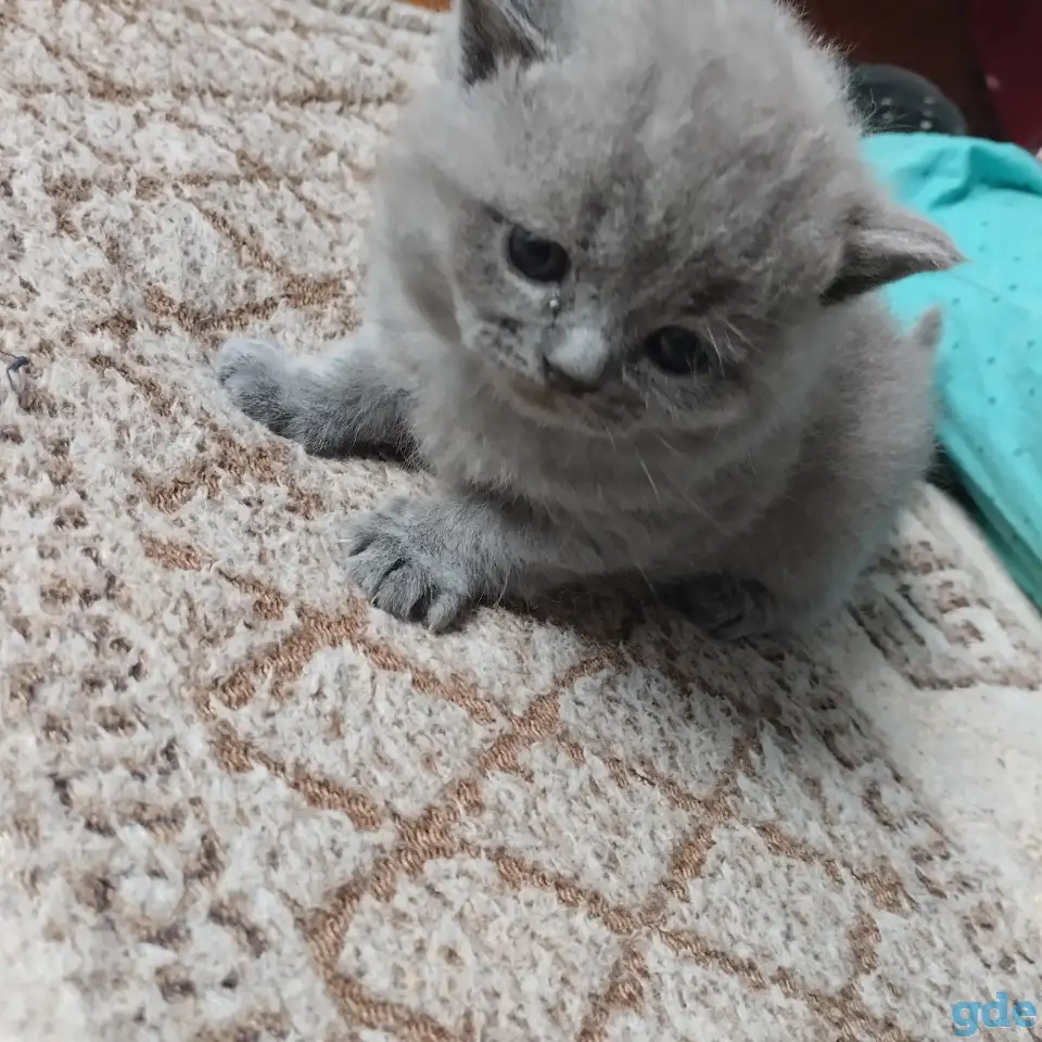 Шатландские котята, фотография 4