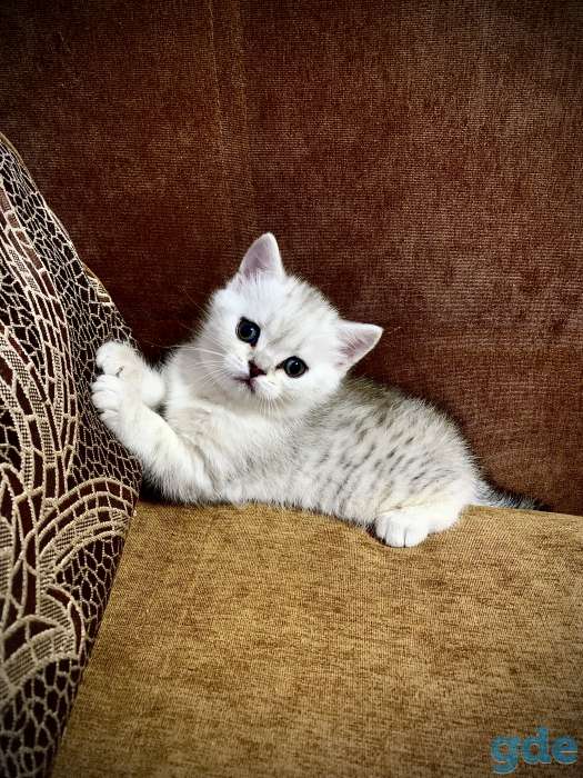 Чистокровные шотландские котята, фотография 5