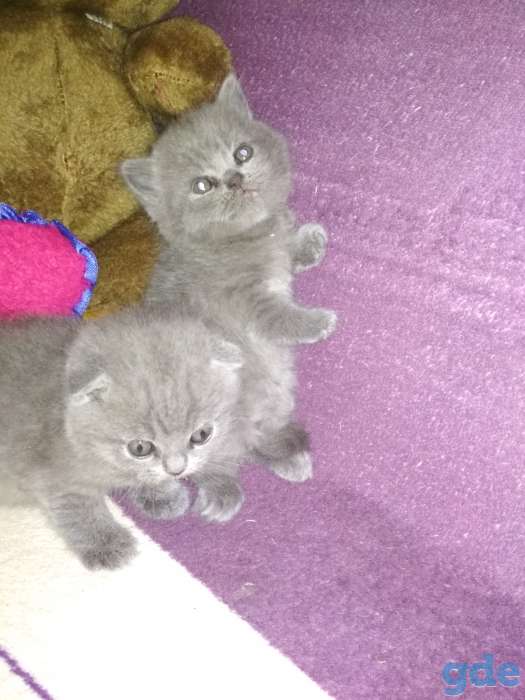 Шотландские котята, фотография 3