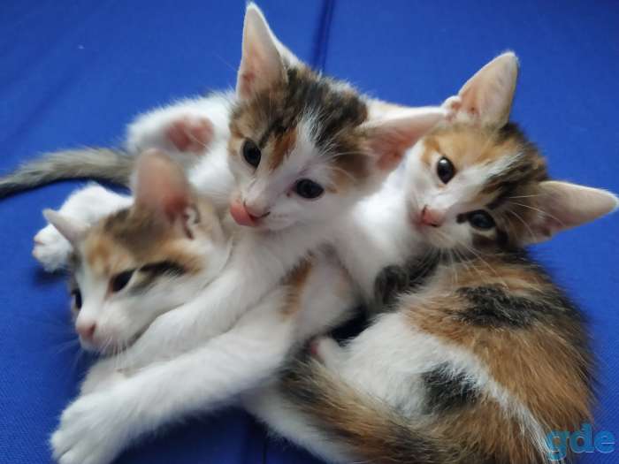 Отдам котят в хорошие руки, фотография 1
