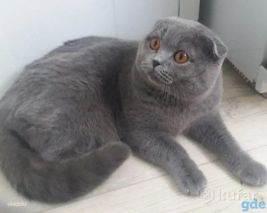 Шотландские котята, фотография 4