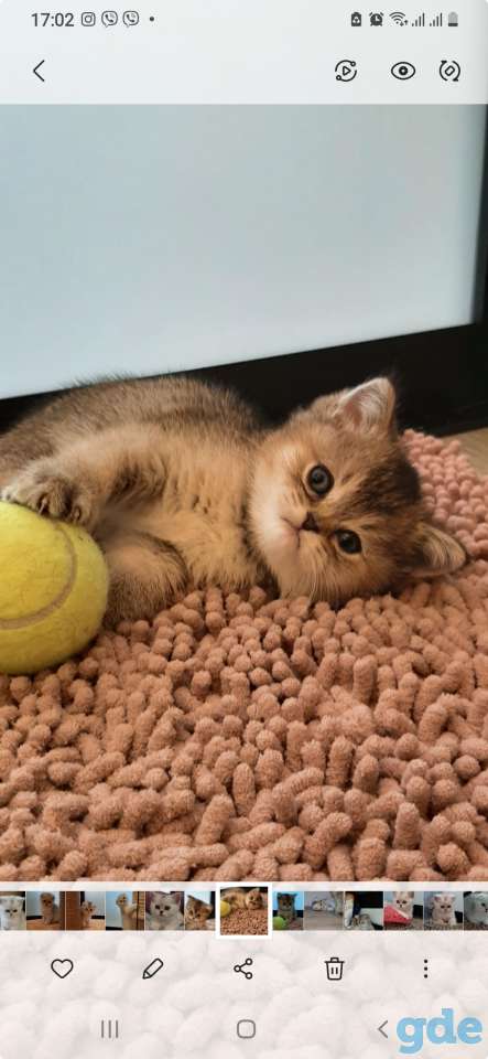 Котята, фотография 3